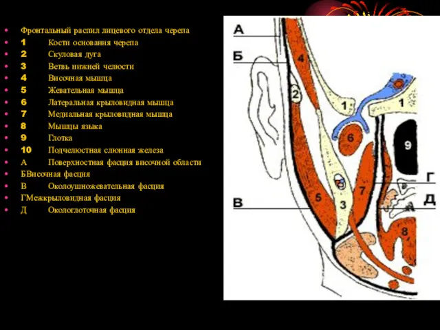 Фронтальный распил лицевого отдела черепа 1 Кости основания черепа 2 Скуловая дуга 3