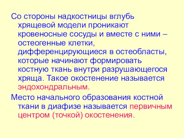 Со стороны надкостницы вглубь хрящевой модели проникают кровеносные сосуды и