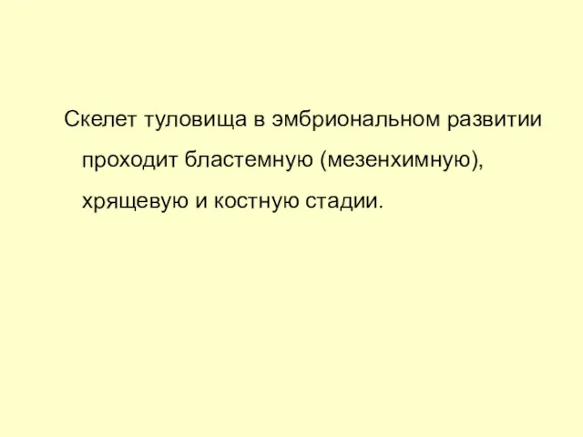 Скелет туловища в эмбриональном развитии проходит бластемную (мезенхимную), хрящевую и костную стадии.