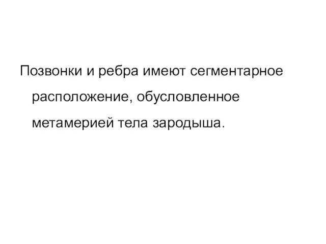 Позвонки и ребра имеют сегментарное расположение, обусловленное метамерией тела зародыша.