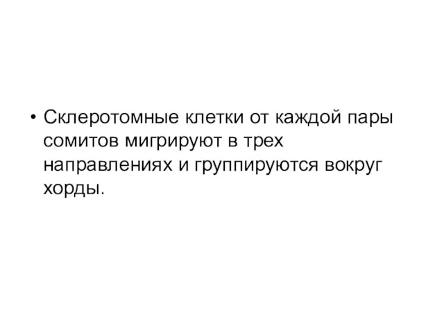 Склеротомные клетки от каждой пары сомитов мигрируют в трех направлениях и группируются вокруг хорды.