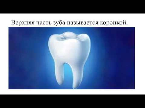 Верхняя часть зуба называется коронкой.
