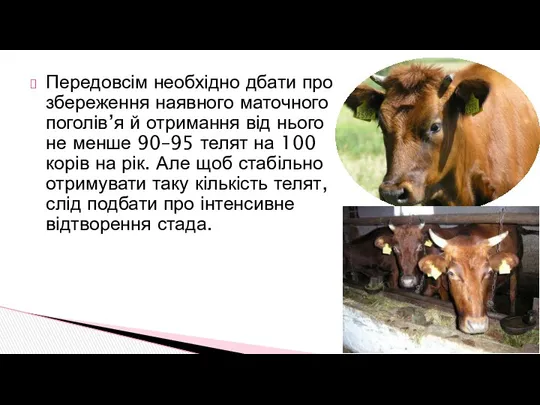 Передовсім необхідно дбати про збереження наявного маточного поголів’я й отримання