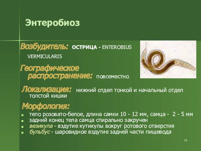 Энтеробиоз Возбудитель: ОСТРИЦА - ENTEROBIUS VERMICULARIS Географическое распространение: повсеместно Локализация: