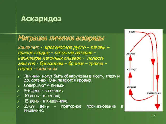 Аскаридоз Миграция личинки аскариды кишечник - кровеносное русло – печень