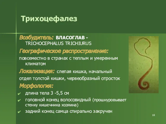 Трихоцефалез Возбудитель: ВЛАСОГЛАВ - TRICHOCEPHALUS TRICHIURUS Географическое распространение: повсеместно в