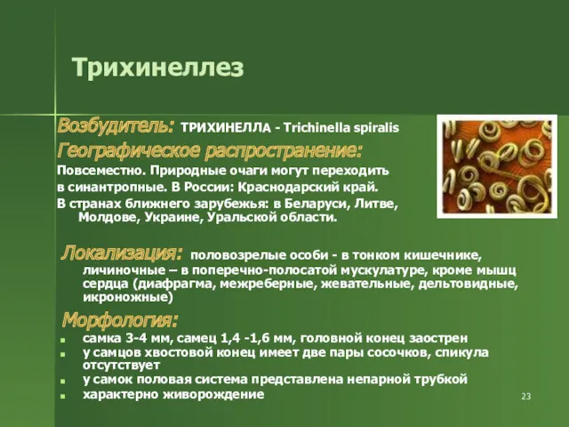 Трихинеллез Возбудитель: ТРИХИНЕЛЛА - Trichinella spiralis Географическое распространение: Повсеместно. Природные