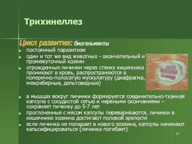 Трихинеллез Цикл развития: биогельминты постоянный паразитизм один и тот же