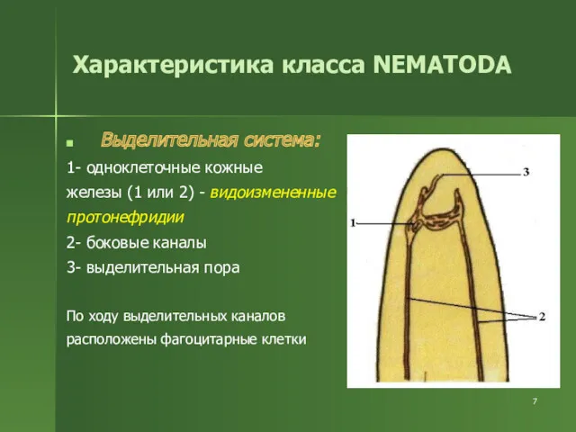 Характеристика класса NEMATODA Выделительная система: 1- одноклеточные кожные железы (1