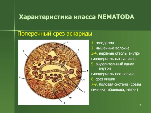 Характеристика класса NEMATODA 1. гиподерма 2. мышечные волокна 3-4. нервные