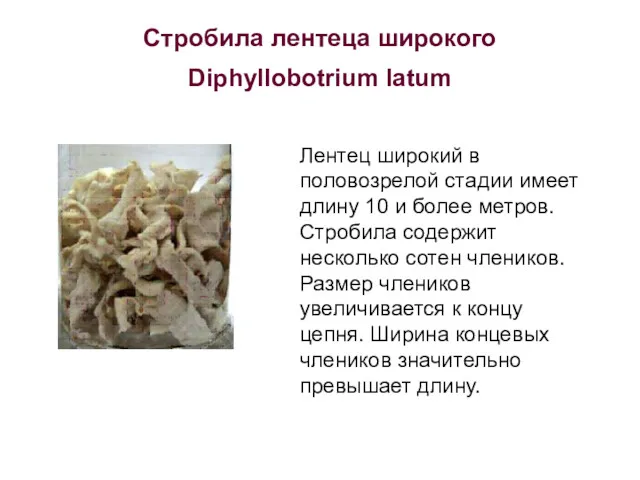 Стробила лентеца широкого Diphyllobotrium latum Лентец широкий в половозрелой стадии