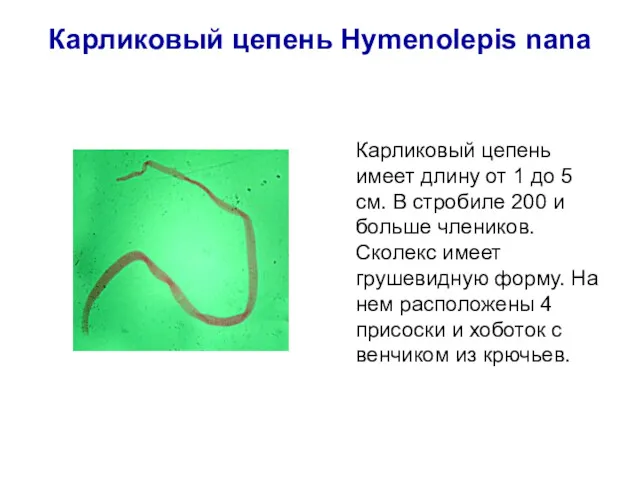 Карликовый цепень Hymenolepis nana Карликовый цепень имеет длину от 1