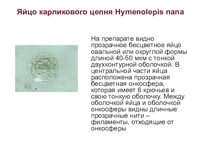Яйцо карликового цепня Hymenolepis nana На препарате видно прозрачное бесцветное