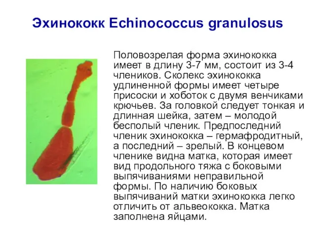 Эхинококк Echinococcus granulosus Половозрелая форма эхинококка имеет в длину 3-7