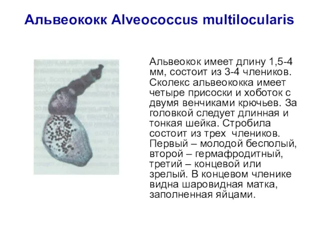 Альвеококк Alveococcus multilocularis Альвеокок имеет длину 1,5-4 мм, состоит из