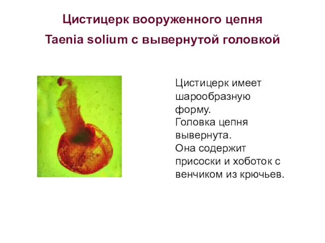 Цистицерк вооруженного цепня Taenia solium с вывернутой головкой Цистицерк имеет