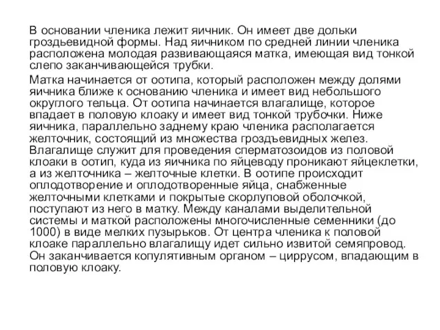 В основании членика лежит яичник. Он имеет две дольки гроздьевидной