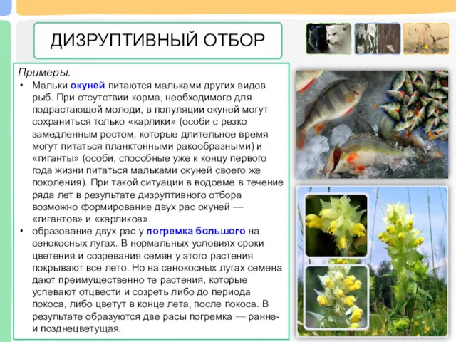 Примеры. Мальки окуней питаются мальками других видов рыб. При отсутствии