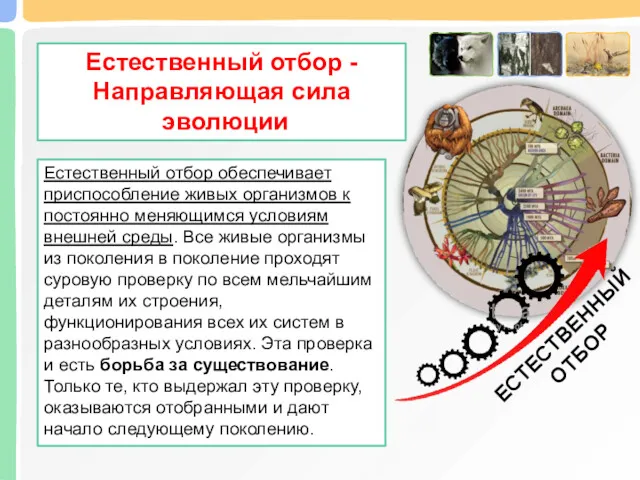 Естественный отбор - Направляющая сила эволюции ЕСТЕСТВЕННЫЙ ОТБОР Естественный отбор