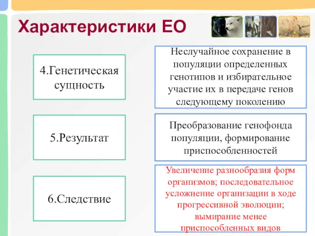 Характеристики ЕО Неслучайное сохранение в популяции определенных генотипов и избирательное