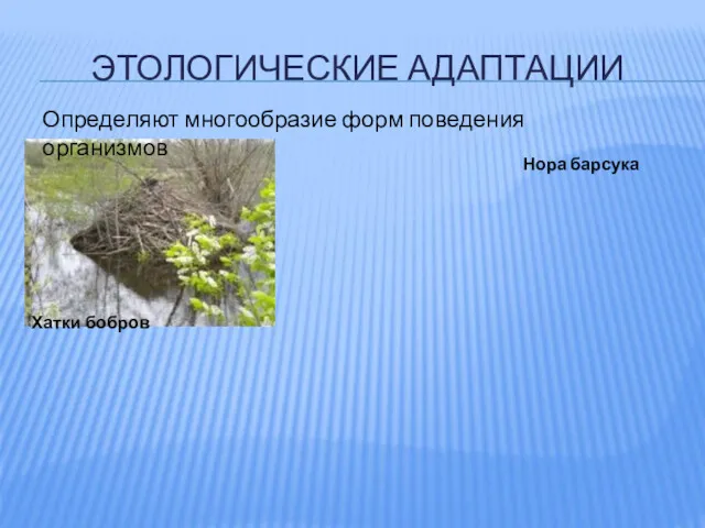 ЭТОЛОГИЧЕСКИЕ АДАПТАЦИИ Определяют многообразие форм поведения организмов Нора барсука Хатки бобров