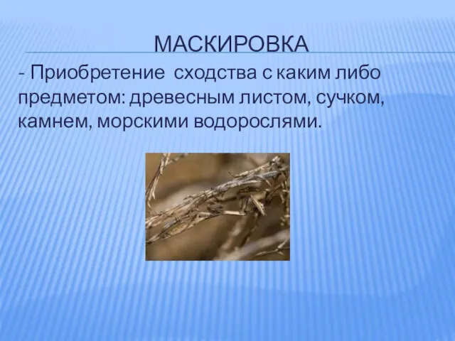 МАСКИРОВКА - Приобретение сходства с каким либо предметом: древесным листом, сучком, камнем, морскими водорослями.