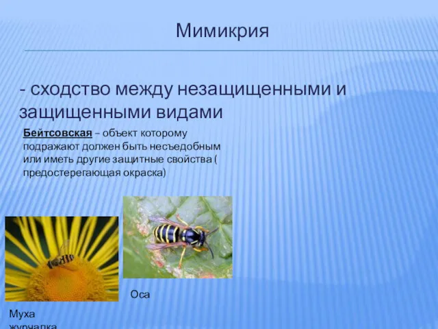 Мимикрия - сходство между незащищенными и защищенными видами Бейтсовская –