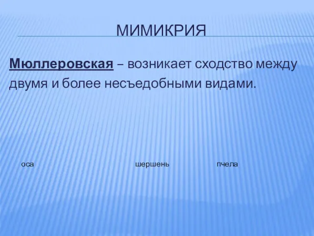 МИМИКРИЯ Мюллеровская – возникает сходство между двумя и более несъедобными видами. оса шершень пчела