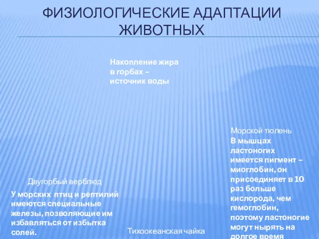 ФИЗИОЛОГИЧЕСКИЕ АДАПТАЦИИ ЖИВОТНЫХ Накопление жира в горбах – источник воды