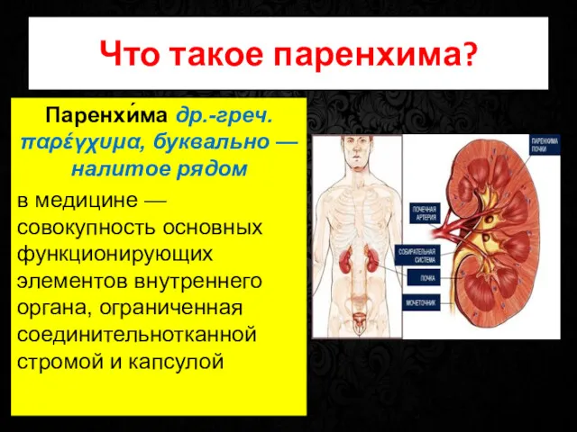 Что такое паренхима? Паренхи́ма др.-греч. παρέγχυμα, буквально — налитое рядом