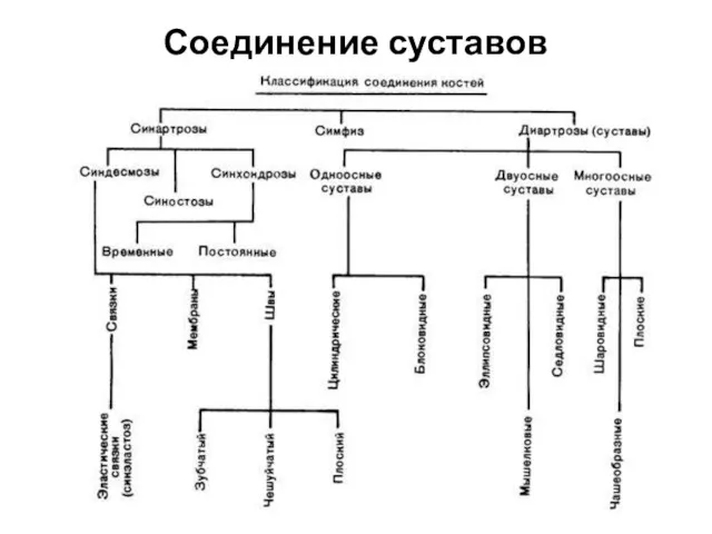 Соединение суставов