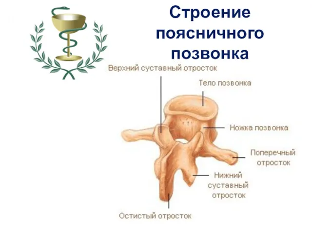 Строение поясничного позвонка