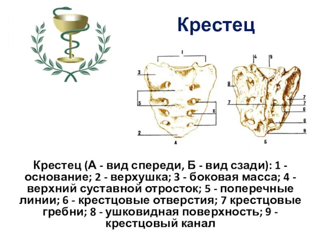 Крестец Крестец (А - вид спереди, Б - вид сзади):