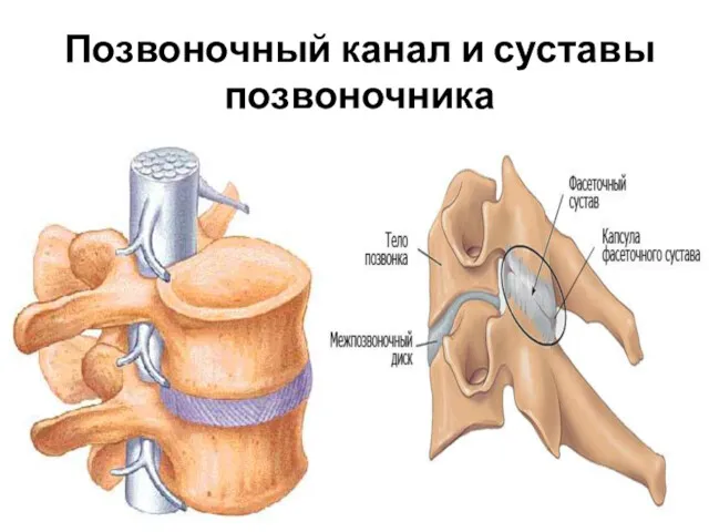 Позвоночный канал и суставы позвоночника