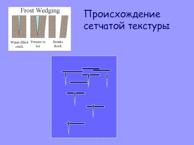 Происхождение сетчатой текстуры