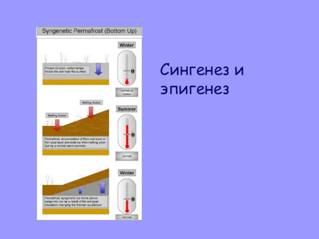 Сингенез и эпигенез