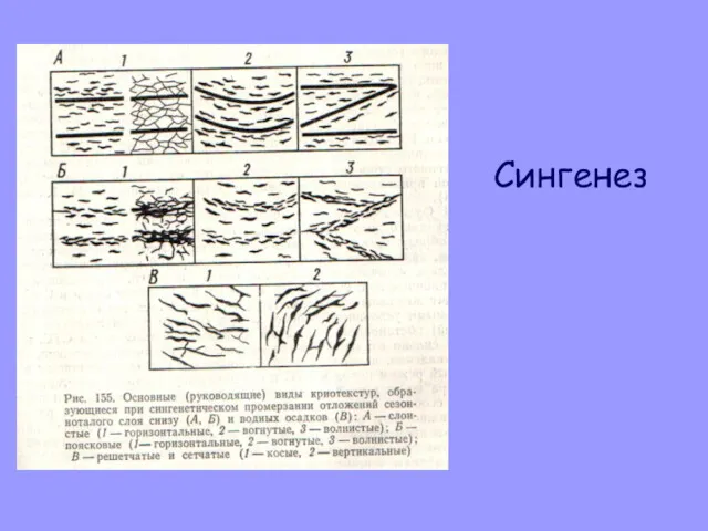 Сингенез