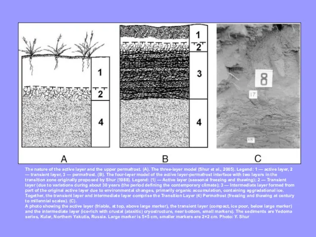 The nature of the active layer and the upper permafrost.