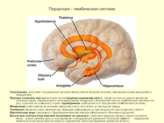 Перцепция - лимбическая система Гипоталамус, участвует в управлении центром вегетативной