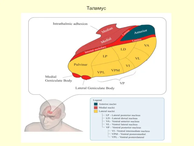 Таламус