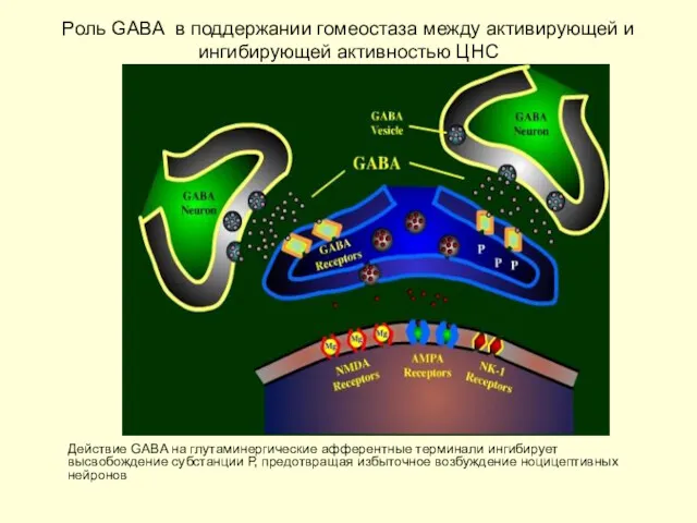 Роль GABA в поддержании гомеостаза между активирующей и ингибирующей активностью