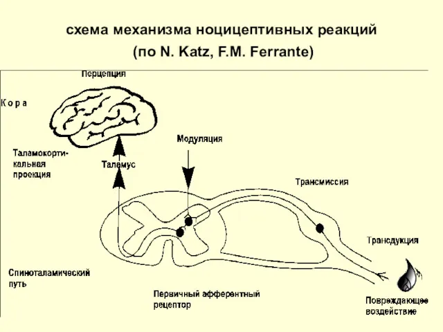 схема механизма ноцицептивных реакций (по N. Katz, F.M. Ferrante)