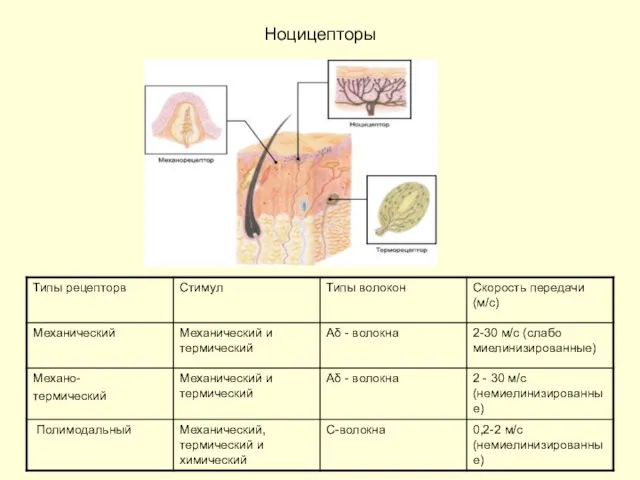 Ноцицепторы