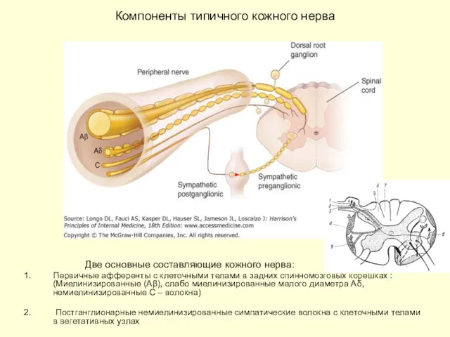 Компоненты типичного кожного нерва Две основные составляющие кожного нерва: Первичные