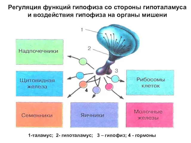 Регуляция функций гипофиза со стороны гипоталамуса и воздействия гипофиза на