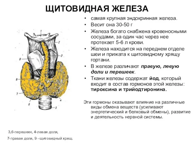 ЩИТОВИДНАЯ ЖЕЛЕЗА самая крупная эндокринная железа. Весит она 30-50 г