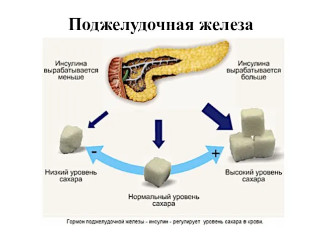 Поджелудочная железа