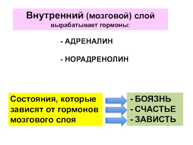 Внутренний (мозговой) слой вырабатывает гормоны: - АДРЕНАЛИН - НОРАДРЕНОЛИН Состояния,