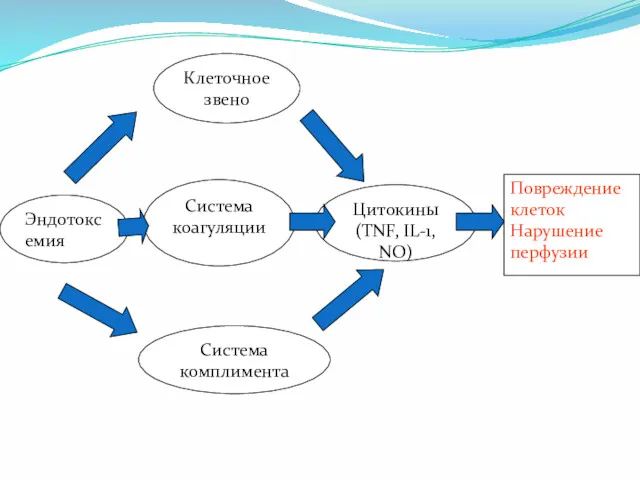 Эндотоксемия Система комплимента Система коагуляции Клеточное звено Цитокины (TNF, IL-1, NO) Повреждение клеток Нарушение перфузии