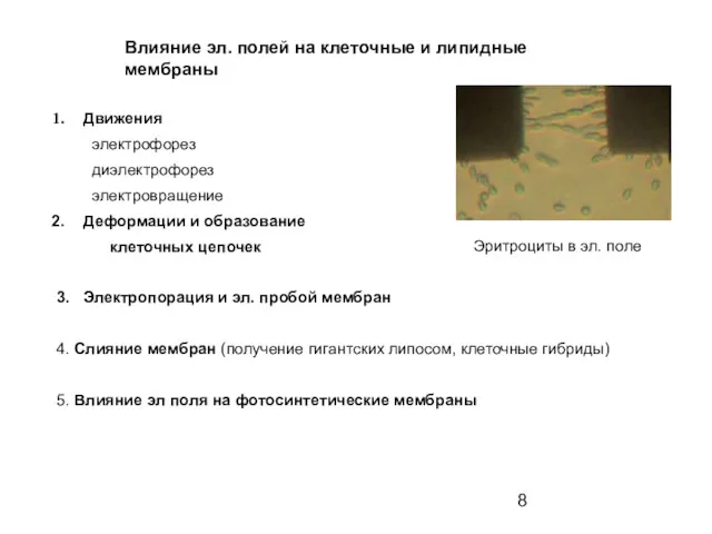 Движения электрофорез диэлектрофорез электровращение Деформации и образование клеточных цепочек 3.